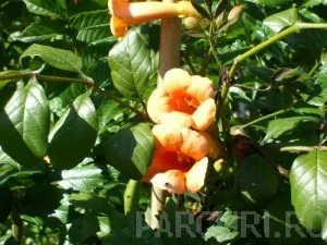 Plante cataratoare Campsis grandiflora Yellow Trumpet ghiveci 3 litri, h=60-80cm