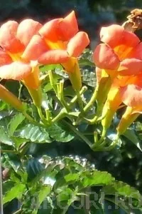 Plante agatatoare Campsis radicans Flamenco  la ghiveci 2 litri, h=40--80 cm