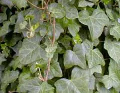 Plante agatatoare Hedera hibernica h=150/200 cm ghiv 75