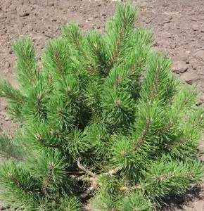 Arbusti rasinosi PINUS MUGO MUGHUS ghiveci 3-5 litri, 20-30 cm