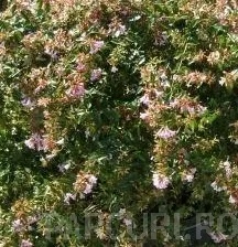 Arbusti parfumati de gradina Abelia grandiflora Sparkling Silver ghiveci 3 litri, h=20-25cm