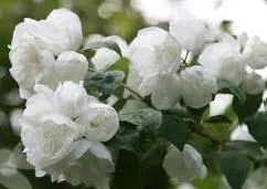 Arbusti parfumati PHILADELPHUS CORONARIUS VIRGINAL /Iasomie flori duble h= 100-120 cm ghiveci 10 litri ( ramificata)