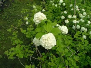 Arbusti VIBURNUM OPULUS ROSEUM /Calin h=40-50 cm ghiveci 5 l