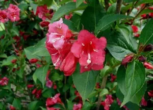 Arbusti cu flori WEIGELA Bristol Ruby ghiveci 3 l, h=30-40 cm