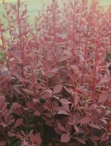 Arbusti cu frunze rosii pentru garduri vii BERBERIS OTTAWENSIS la ghiveci 3 litri, h=30-35 cm