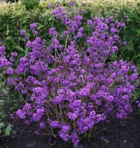 Arbusti de gradina cu boabe violet CALICARPA BODINIERI pe trunchi