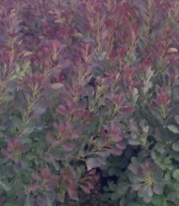 Arbusti cu frunze rosii COTINUS COGGYRIA Rubrifolis la ghiveci 5 litri, h=40-60 cm