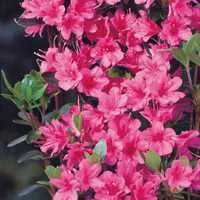 Arbusti cu flori AZALEA sp h=30-35 cm, ghiveci 5 litri