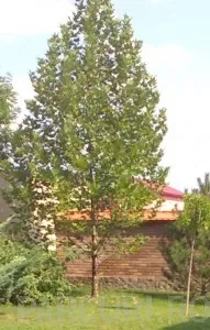 Arbori foiosi PLATANUS ACERIFOLIA 16/18 cm circumferinta trunchi (110 litri)