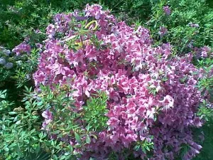Arbusti cu flori si frunze persistente AZALEA JAPONICA ghiveci de 7 litri, planta cu diam de 40cm