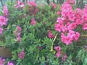 Arbusti cu flori si frunze persistente AZALEA JAPONICA ghiveci de 10 litri, planta cu diam de 60-80cm