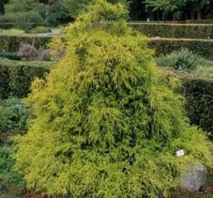 Arbusti rasinosi CHAMAECYPARIS PISIFERA FILIFERA AUREA NANA ghiveci de 3-5 litri, 35-40cm