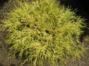 Arbusti rasinosi CHAMAECYPARIS PISIFERA SUNGOLD ghiveci de 7 litri, 40-50 cm