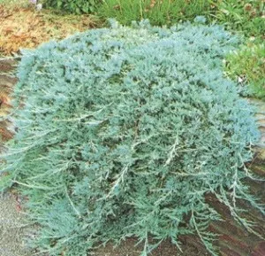 Arbusti rasinosi JUNIPERUS HORIZONTALIS GLAUCA ghiveci 5 litri ,40-60cm