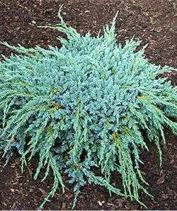 Arbusti rasinosi JUNIPERUS SQUAMATA BLUE CARPET ghiveci 3 litri, 30-40 cm