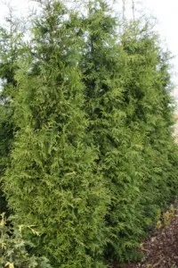 Arbusti rasinosi THUJA OCCIDENTALIS  BRABANT 30 litri, 175-200 cm
