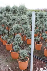 Arbusti forme tunse PAMPON / CUPRESSUS ARIZONICA ghiveci 30 litri, h=120-140cm