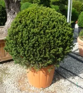 Arbusti forme tunse BILA / TAXUS BACCATA 50-60 cm, ghiveci 30l