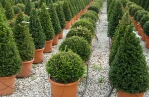 Arbusti forme tunse CON / TAXUS BACCATA 50-60cm