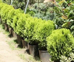 Arbusti rasinosi THUJA ORIENTALIS AUREA NANA  ghiveci 12 litri, 30-40cm diam