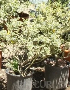 Arbust frunze persistente ILEX AQUIFOLIUM ARGENTEOMARGINATA ghiveci 18 litri, h=40-50cm
