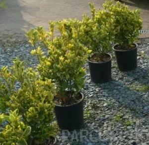 Arbust frunze persistente EUONYMUS JAPONICUS ELEGANTISSIMUS AUREUS ghiveci 5 litri, h=40 cm