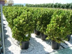 Arbust frunze persistente EUONYMUS JAPONICUS AUREOPICTUS ghiveci 30 litri, h=80-100 cm