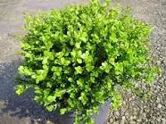Arbusti evergreen BUXUS FAULKNER, ghiveci 2 litri, h=10-20 cm