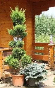 Arbusti rasinosi forme PAMPON / CUPRESSOCYPARIS LEYLANDII ghiveci 35 litri, h=160-180cm