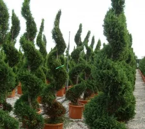 Arbusti rasinosi forme SPIRALA /CUPRESSOCYPARIS LEYLANDII ghiveci 35 litri, h=160-180cm