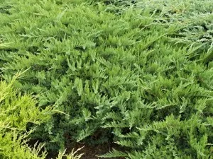 Arbusti rasinosi JUNIPERUS SABINA TAMARISCIFOLIA ghiveci 3-4 litri, 30-40 cm