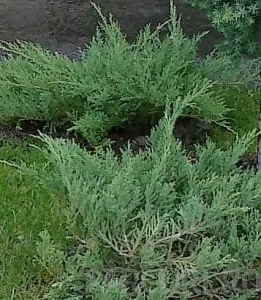Arbusti rasinosi JUNIPERUS x MEDIA  PFIZERIANA GLAUCA ghiveci 7 litri, 40-60 cm