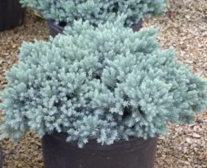 Arbusti rasinosi JUNIPERUS SQUAMATA BLUE STAR ghiveci 3 litri , 20 cm
