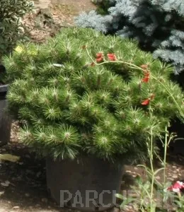 Arbusti rasinosi forme, PINUS NIGRA Brepo 10 litri, diam = 30- 40 cm