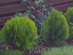 Arbusti rasinosi THUJA ORIENTALIS AUREA NANA ghiveci 3-4 litri, 15-20 cm diam