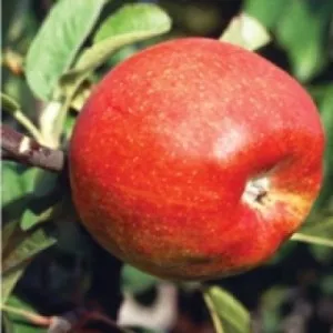 Meri soiul Generos la ghiveci pomi fructiferi puieti altoiti, an 3-4