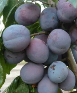 Pomi fructiferi pruni soiul President in ghiveci, puieti fructiferi altoiti