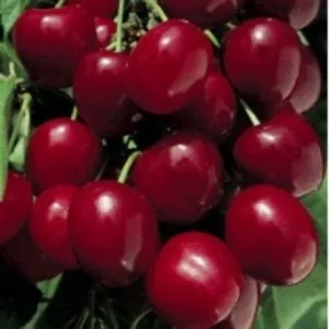 Pomi fructiferi cires soiul Bigarreau Burlat 1/2 F, la ghiveci de 12l, pomi fructiferi ramificati, coroana formata, pe rod