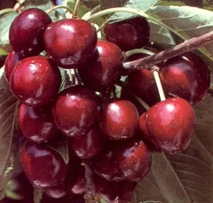 Pomi fructiferi Ciresi soiul Germersdorf Puieti fructiferi altoiti cu radacina ambalata