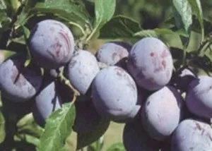 Pomi fructiferi pruni soiul Anna Spath, puieti pomi altoiti cu radacina ambalata