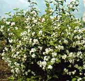 Arbusti parfumati PHILADELPHUS CORONARIUS (iasomie) h=60-100 cm ghiveci 5 litri