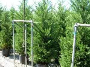 Arbori rasinosi CUPRESSOCYPARIS LEYLANDII ghiveci 18 litri, h=200-250 cm pt garduri vii inalte