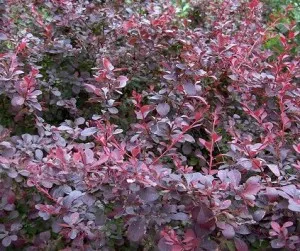 Arbusti cu frunze rosii pentru garduri vii Berberis Ottawensis Superba C3 H=30-40 cm