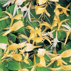 Planta parfumata cataratoare Mana Maicii Domnului (Lonicera japonica Halliana) ghiveci 3 litri, h=100-150 cm