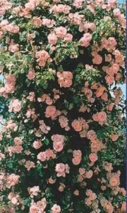 Trandafiri urcatori soiul  Rosa Banksiae Rosea H=175-200cm, ghiveci de 5 litri