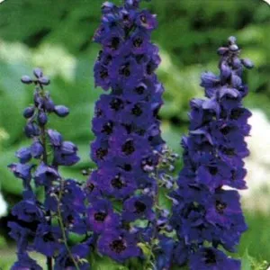 Flori de gradina perene NEMTISORUL DE CAMP/ DELPHINIUM PACIFIC Dark Blue, albastru inchis