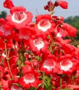 Flori de gradina perene PENSTEMON/PENSTEMON HARTWEGII RUBYCUNDA