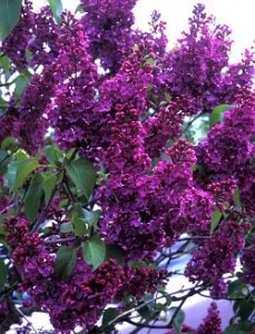 Liliac mov -violet parfumat cu flori simple SYRINGA VULGARIS Andenken and Ludwig Spath ghiveci 3-5 litri, h=30-40cm
