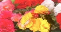 Flori de balcon BEGONIA TUBERHYBRIDA SWIFT MIX ghiv 12 cm