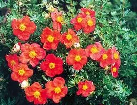Arbusti foiosi cu flori POTENTILA/POTENTILLA FRUTICOSA Red Ace la ghiveci de 3 litri